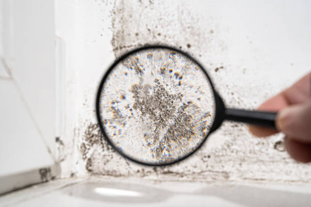  , USA Mold Prevention & Removal Pros